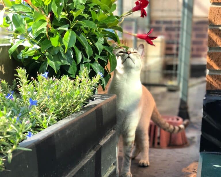 pet friendly balcony plants