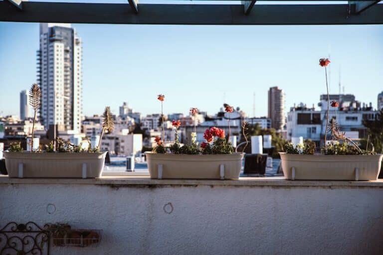 gardening in balcony for beginners