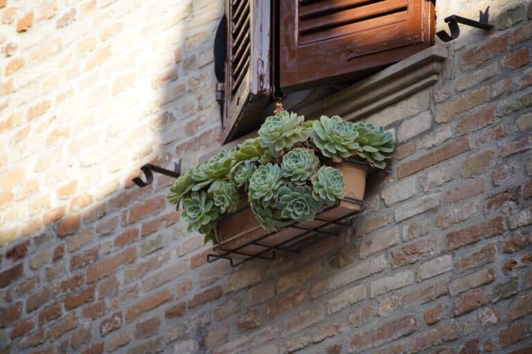 vertical succulent wall planters