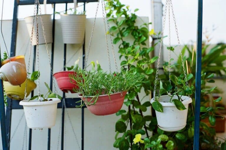 balcony hanging plants ideas