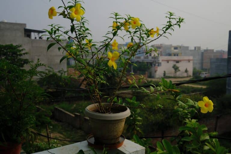 small balcony herb planters