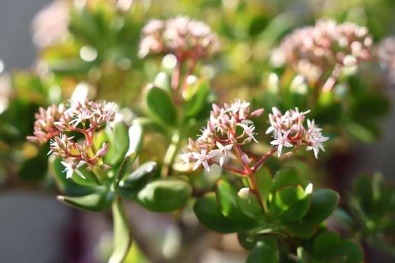air plants low maintenance